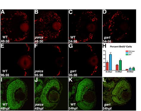 Cell Proliferation And Apoptosis In Gart And Paics Mutants A C Brdu