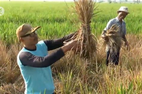 Ratusan Hektare Padi Di Madiun Diserang Wereng Antara News