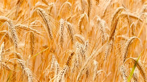 Ethiopia To Harvest Million Tonnes Of Wheat In As Plans To