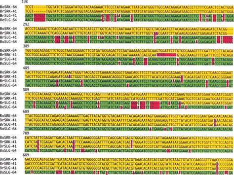 Comparison Of Nucleotide Sequences Between The S Domain Of Srk And Slg