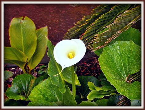 Details Imagen Plantas Parecidas Al Alcatraz Abzlocal Mx