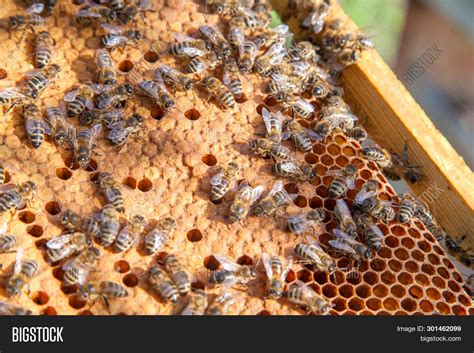 Working Bees Hive On Image And Photo Free Trial Bigstock