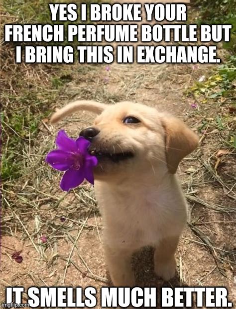 Puppy With Flower Imgflip