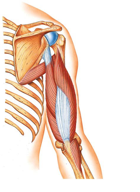 Figure Muscles Of The Arm And Scapula B Posterior View Diagram