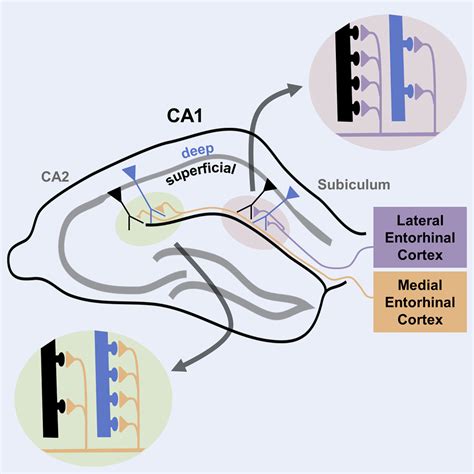 Medial And Lateral Entorhinal Cortex Differentially Excite Deep Versus