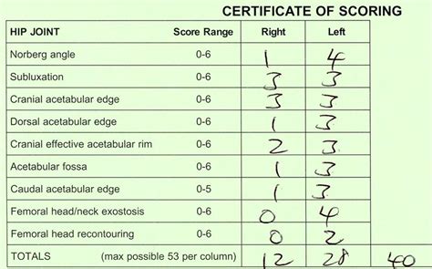 What Is A Good Hip Score In Labradors