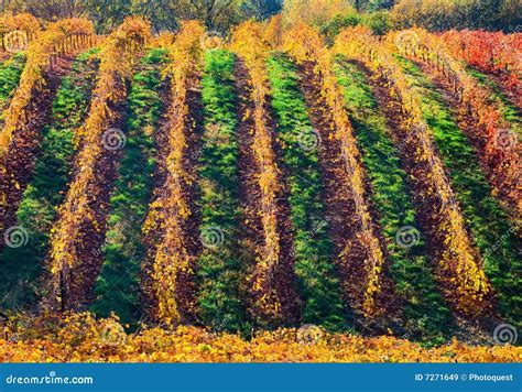 rows  vineyard stock image image  grapevine colors