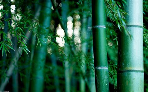 Bamboo Computer Wallpapers Top Free Bamboo Computer Backgrounds