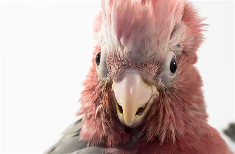 What makes a Galah a Great Pet? - Emerald Aviaries