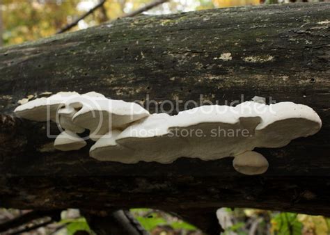 Spongy White Polypore Photo by ainsworthIN | Photobucket