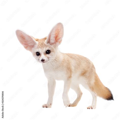 Pretty Fennec fox isolated on white background Stock Photo | Adobe Stock