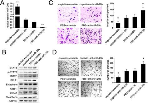 Chemotherapy Mediated Mir 29b Expression Inhibits The Invasion And