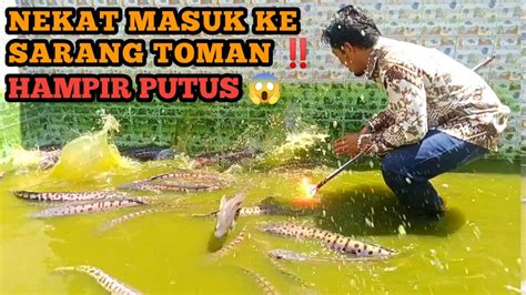 KURAS KOLAM IKAN TOMAN MONSTER BERISI 50 EKOR UKURAN JUMBO SNAKEHEAD