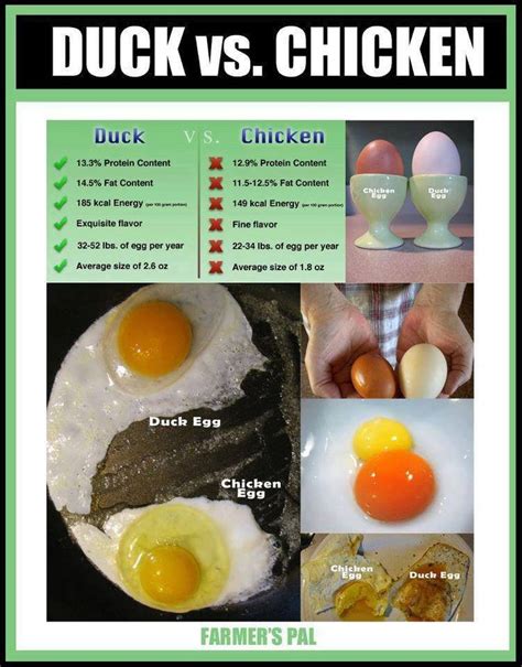 Pin By Emily Traina On Nutrition And Healing Duck Eggs Chicken Eggs Ducks Vs Chickens