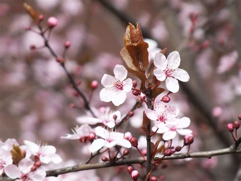 图片素材 性质 科 厂 水果 花瓣 餐饮 弹簧 生产 粉 荔枝 植物群 季节 樱花 樱桃 宏观摄影 开花植物