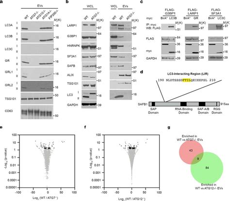 LC3 Conjugation Machinery Controls EV Mediated Secretion Of Diverse