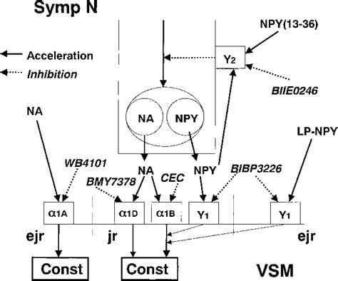 Schematic Illustration Of Effects Of NPY On Sympathetic Neuroeffector