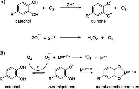 During Autoxidation Oxidation Of Catechol To Quinone Generates Download Scientific Diagram