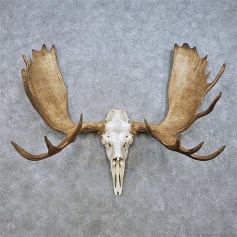 Moose skull, Animal skulls, Art reference