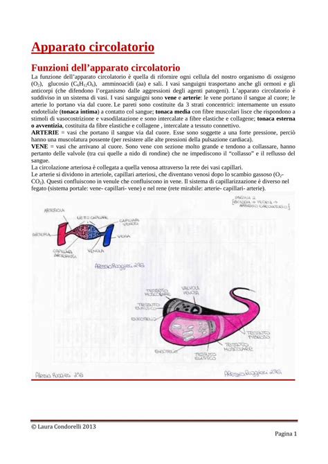 Pdf Apparato Circolatorio Finito Lauracondorelli It Anatomia