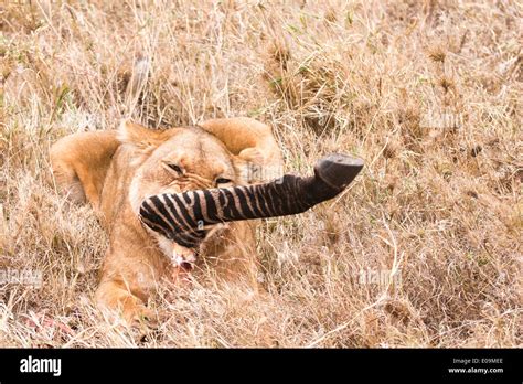 Lioness Panthera Leo Eats A Zebra S Leg Photographed In Tanzania