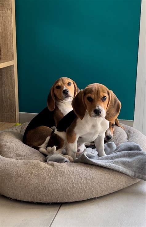 Chiots Beagles Mâles 69160 unCompagnon fr