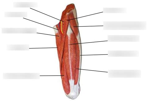 Superficial Muscles Of The Anterior Thigh Diagram Quizlet