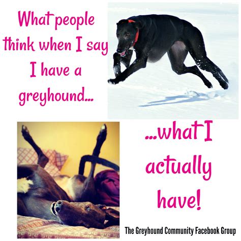 Greyhound Meme Greyhound Greyhound Pictures Memes