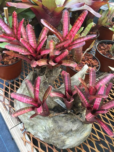 Very Rare Plants