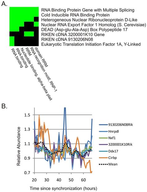 David Analysis Of Cycling Genes Detected By Jtk Cycle In Nih T Cells