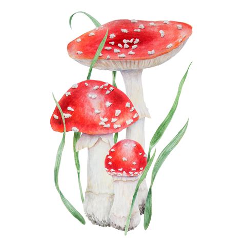 Premium Photo Red Fly Agaric And Green Grass Watercolor Hand Drawn