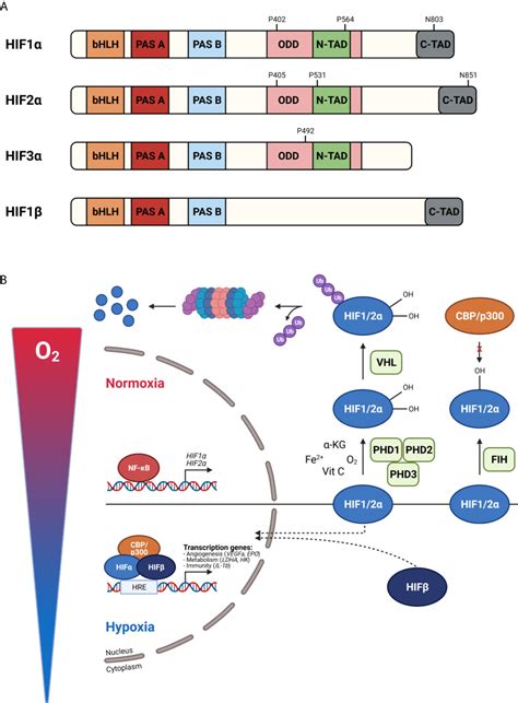 Frontiers Bidirectional Crosstalk Between Hypoxia Inducible Factors