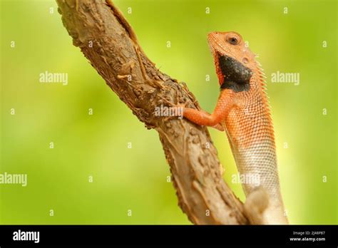 Wildlife India Indian Garden Lizard Calotes Versicolor Detail Eye