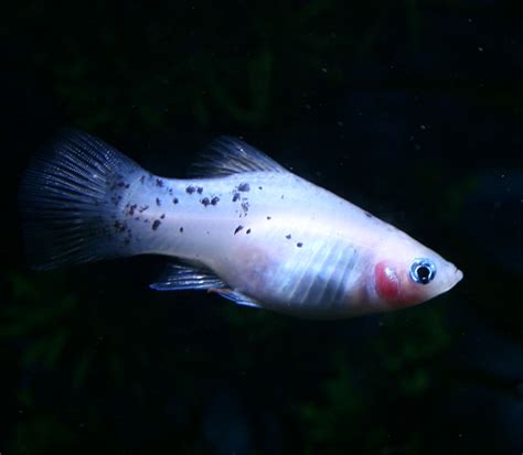 Dalmatian Platy Female Elma Ben Flickr