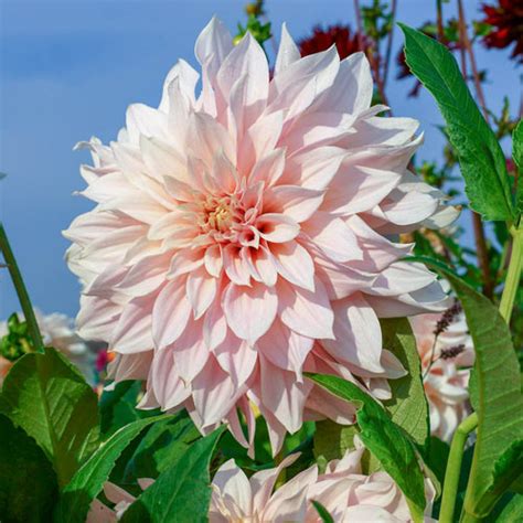 Café Au Lait Dahlia Premium Dutch Flower Bulbs