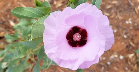 Sturts Desert Rose Ausemade