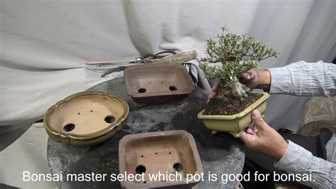 Bonsai Master use GYOUZAN pot Cut Trim Re pot 行山 GYOUZAN YouTube