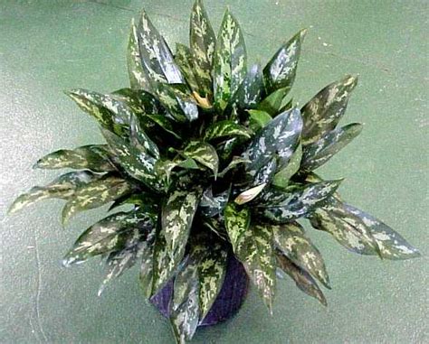 Green Acres - Chinese Evergreen