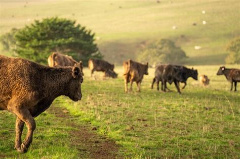 Premium Photo Sustainable Livestock Farming In Australia Regenerative