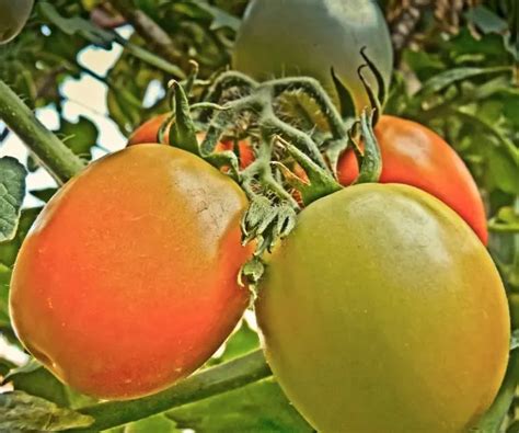 9 Best Tomatoes To Grow In A Pot Herbvity