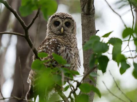 Juvenile Barred Owls Identification Guide With Pictures Birdfact