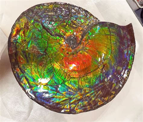 Ammolite Full Fossil Ammonite from Canada