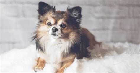 Top 17 Best Low Maintenance Dog Breeds - Pumpkin®