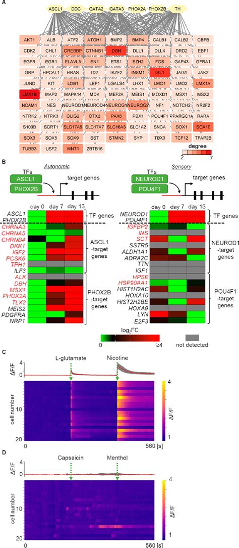 Figure From Deciphering The Molecular Mechanisms Of Autonomic Nervous