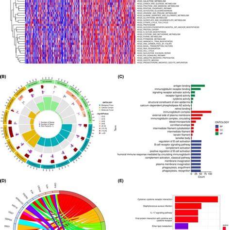 Functional Analysis Of DEGs A Heatmap Is Showing The GSVA Of DEGs