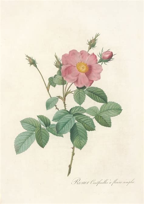 Rosa Centifolia Simplex By Pierre Joseph Redout Artvee