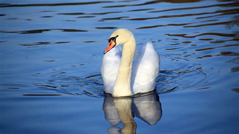 Beautiful White Swan Swimming Alone Free Photo Rawpixel