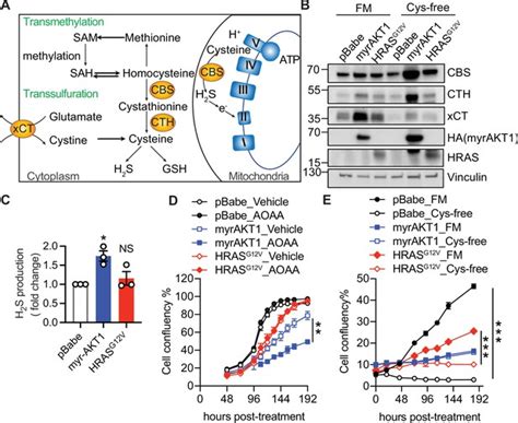 Cystathionine β Synthase Is Essential For Akt Induced Senescence And