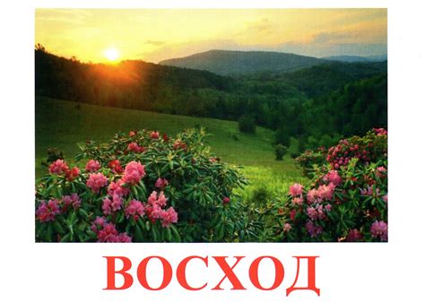 Карточки домана природа