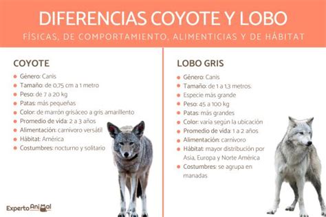 Diferencias Entre Coyote Y Lobo Son Lo Mismo The Best Porn Website